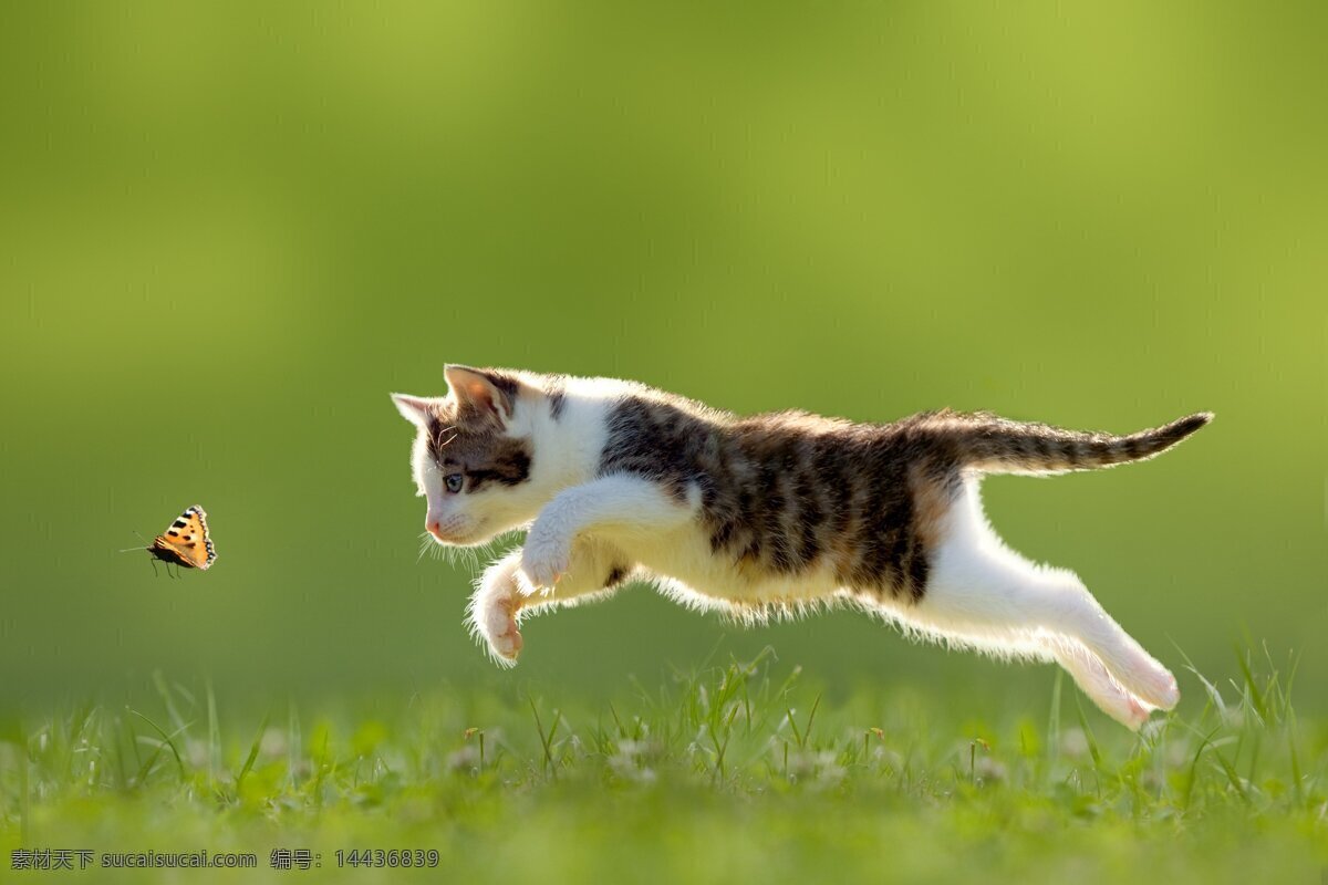 小猫和蝴蝶 小猫 蝴蝶 绿色背景