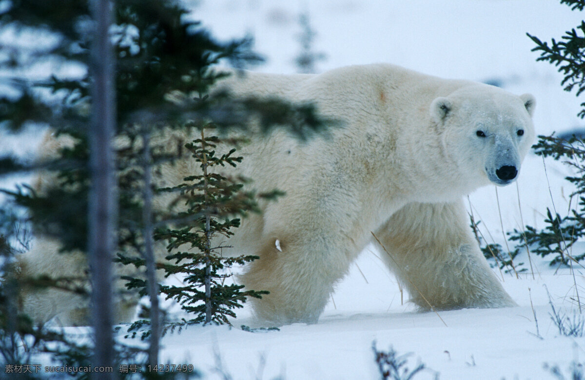 雪地 森林 里 北极熊 脯乳动物 保护动物 熊 野生动物 动物世界 摄影图 陆地动物 生物世界 黑色
