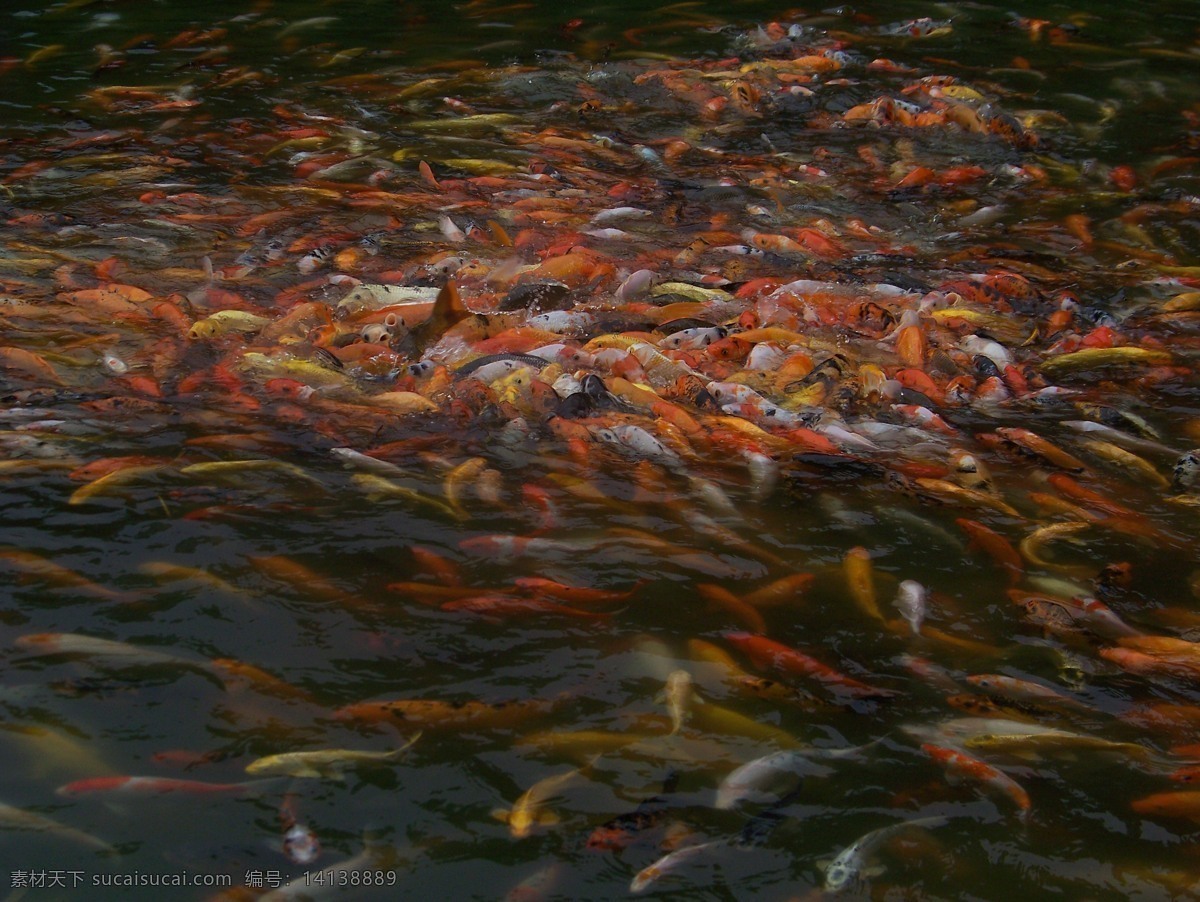 观赏鱼 生物世界 鱼类