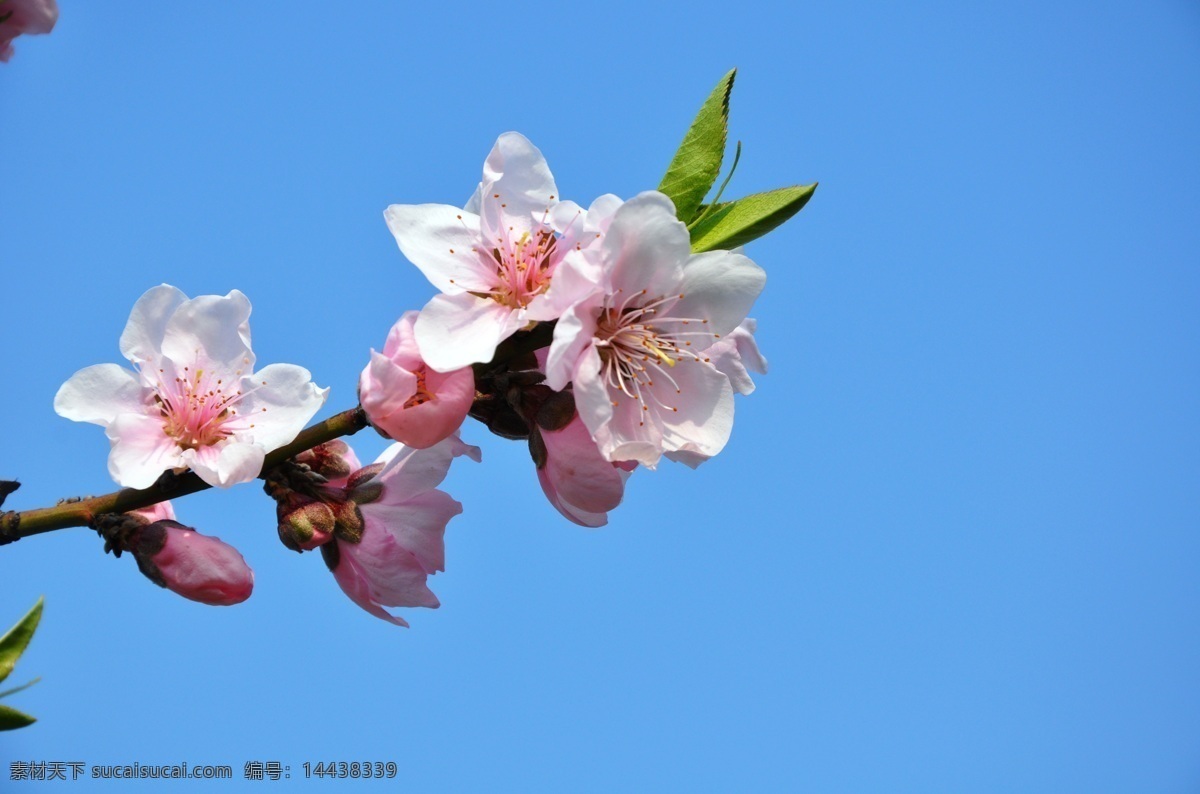 桃花 春天 盛开 花朵 花草 生物世界