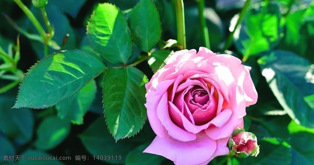 玫瑰 特写 粉红色 花卉 玫瑰特写 鲜花 玫瑰花 粉玫瑰 花朵 花草 美丽鲜花 生物世界