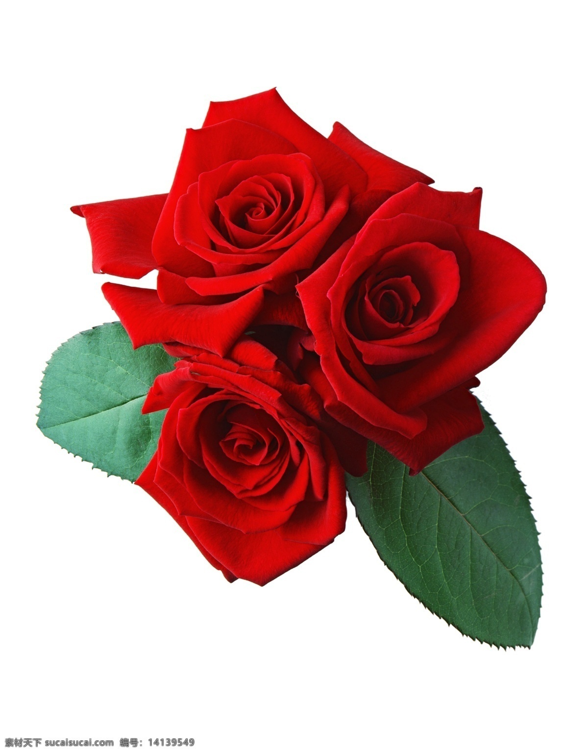 一支红玫瑰 情人节 玫瑰花束 节日 玫瑰花素材 红色玫瑰 红色玫瑰花 矢量玫瑰花 玫瑰花 玫瑰素材 盛开的花卉 爱情 红色 情人节素材 红玫瑰素材 矢量素材 矢量 露水玫瑰 玫瑰花朵 白玫瑰 鲜花 花 花朵 花卉 一朵 玫瑰 红玫瑰 浪漫 情人节元素 一支玫瑰花 粉玫瑰 手绘玫瑰花 水彩玫瑰花
