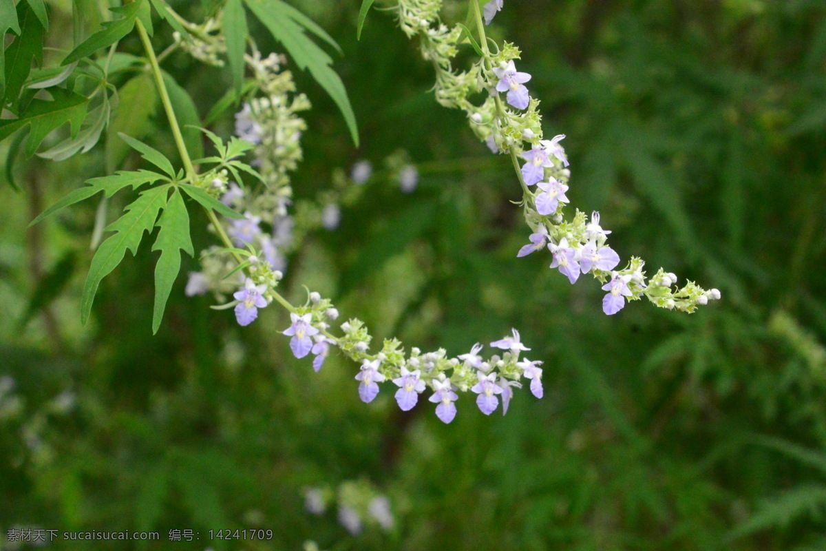 荆条花 黄荆柴 黄金子 植物 紫色花 绿叶 绿化景观 花草 花朵 花卉大观园 生物世界