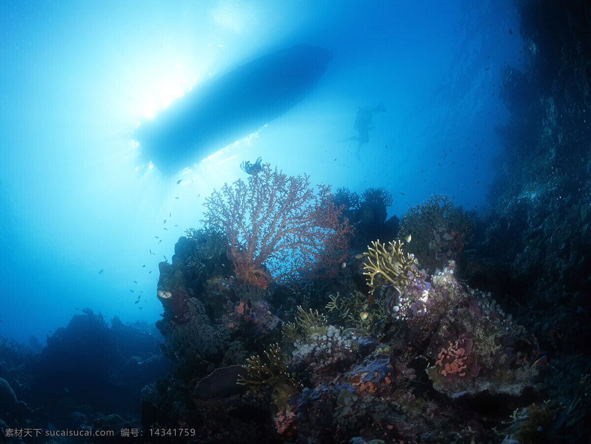 海底 世界 海底游泳 海洋 海洋生物 礁石 潜水 摄影图库 生物世界 游泳 底世界 珊蝴礁石 珊蝴 鱼类 鱼