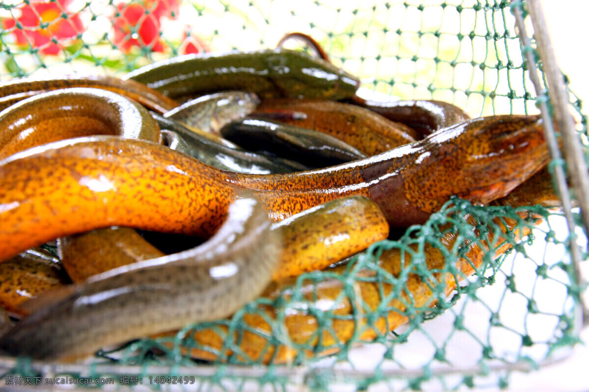 野生黄鳝 鲜活 海鲜 新鲜海产品 水产品 生物世界 鱼类