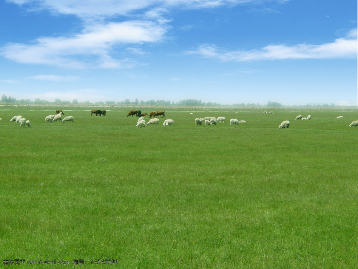 珠和大草原 珠和 大草原 草原 羊 马 共享图片 自然景观