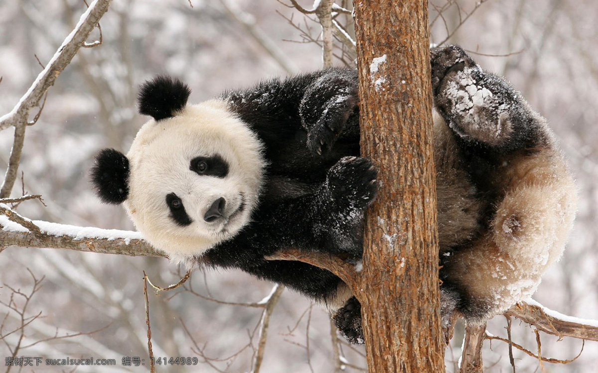 大熊猫 黑白照 可爱 熊猫 国宝 动物 野生动物 生物世界