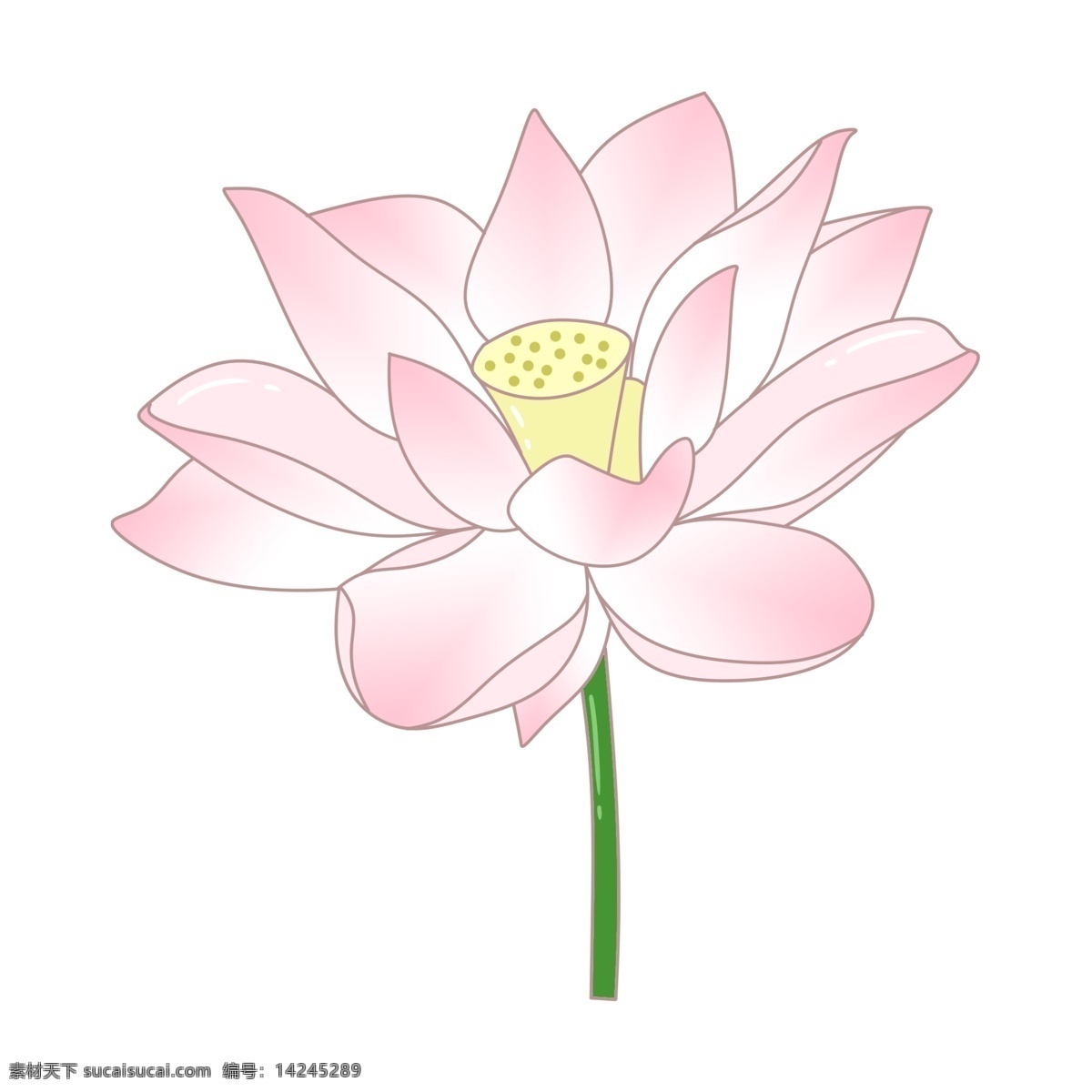 粉色 美丽 荷花 插画 粉色的荷花 卡通插画 荷花插画 莲花插画 鲜花插画 花朵插画 美丽的荷花