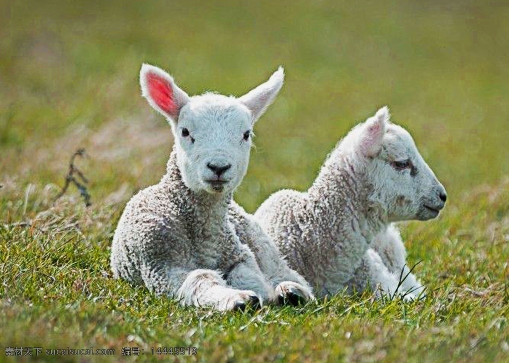 小山羊图片 小山羊 小羊 动物 绵羊 可爱