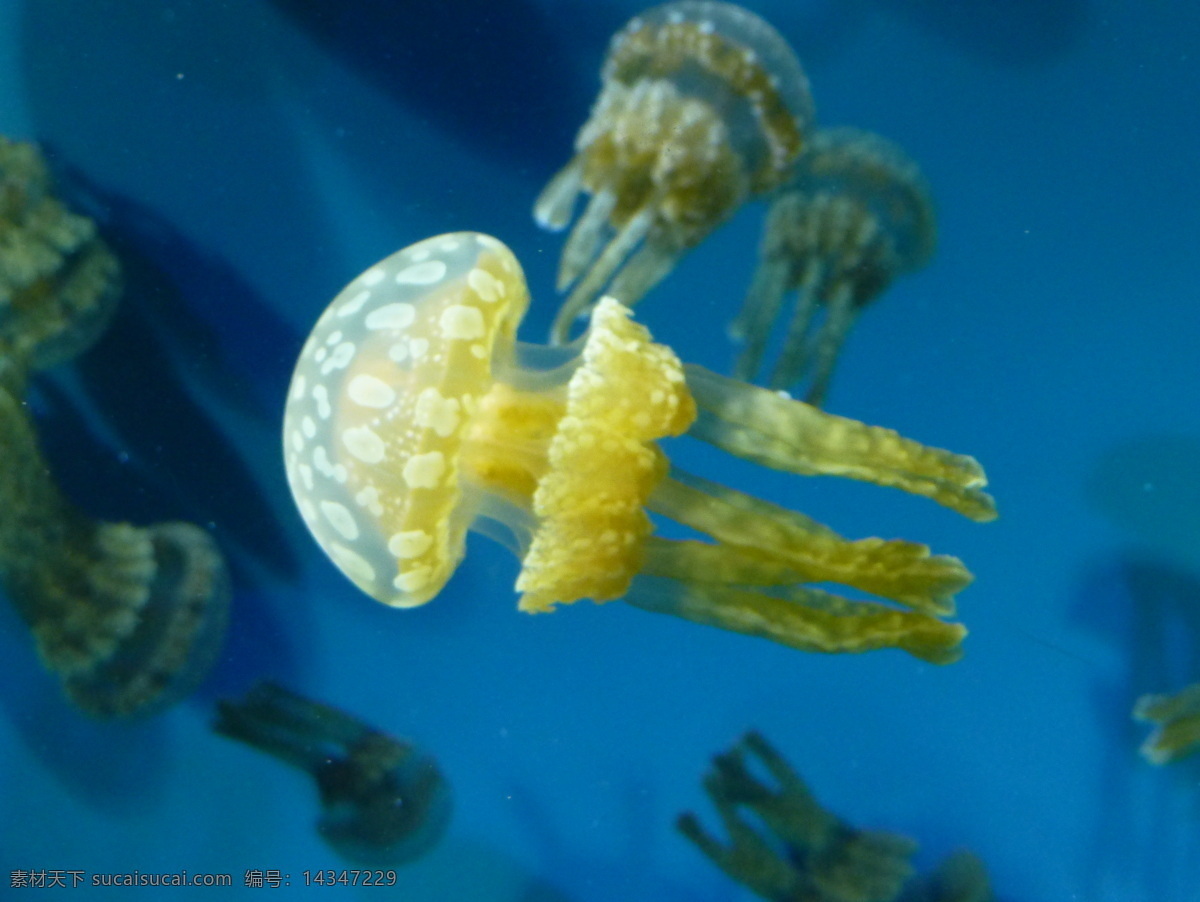 水母 生物世界 海洋生物 深海生物 海洋 生物 旅游 国外旅游 美国旅游 旧金山 水世界 海底水族馆
