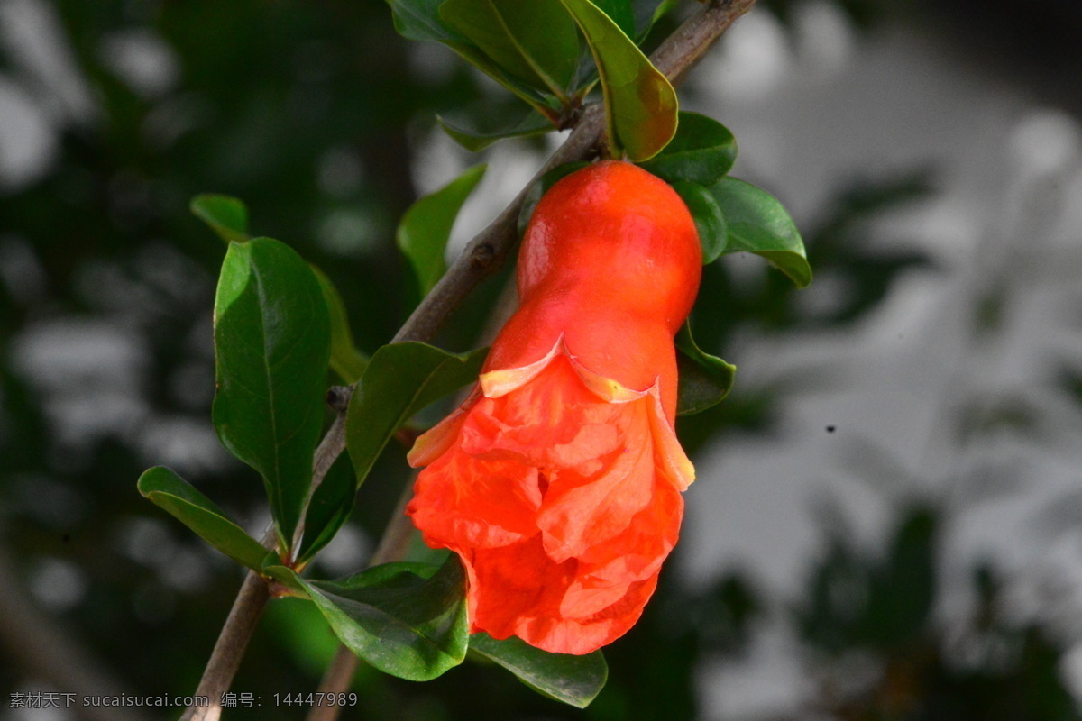 石榴 观赏花卉 安石榴 若榴 花卉 花儿 枝叶 石榴树 花草 植物 园林绿化 绿化景观 石榴花石榴 生物世界