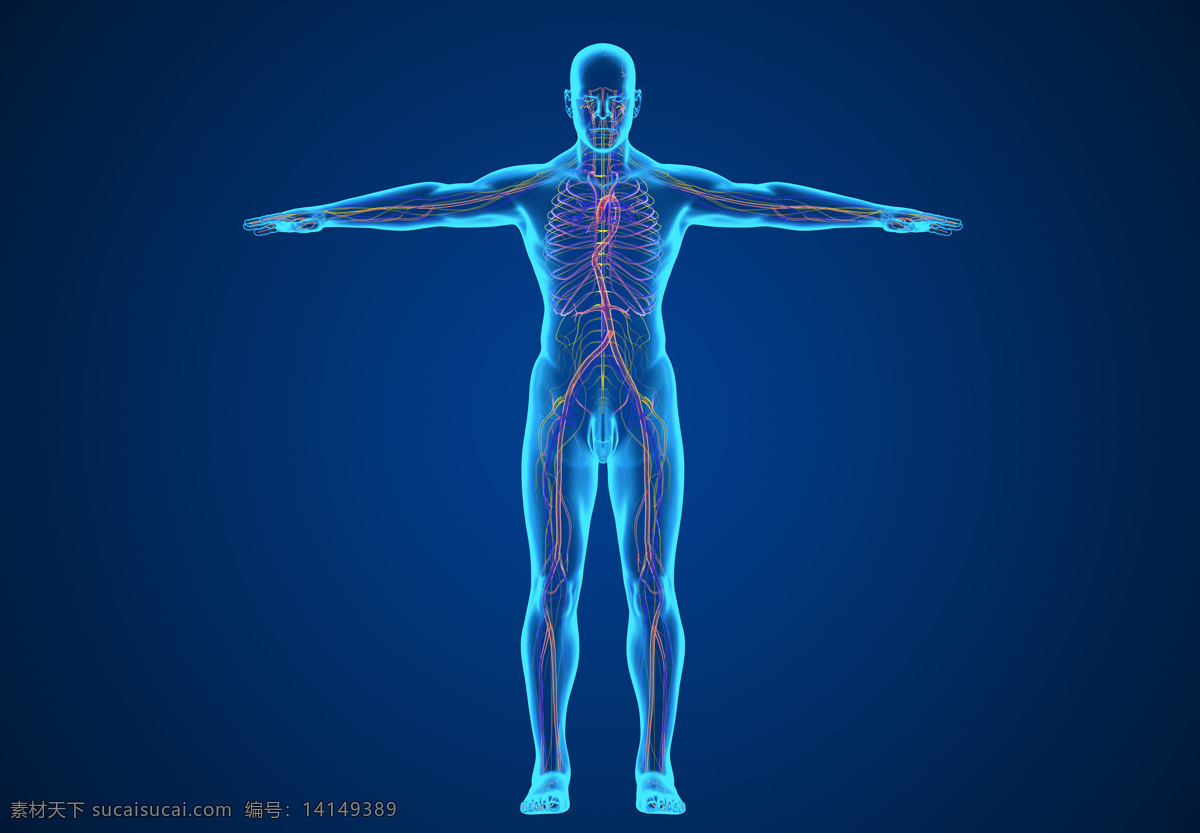 人体 骨骼 内脏 血液 肢体 模型 效果图 肠胃 脾脏 医学研究 医学人体 透视人体 人体结构 关节 医学 人体骨骼 3d设计 其他模型 作 动作行为 动作艺术 肢体艺术 肢体行为 脉络 通络 生活百科 生活素材