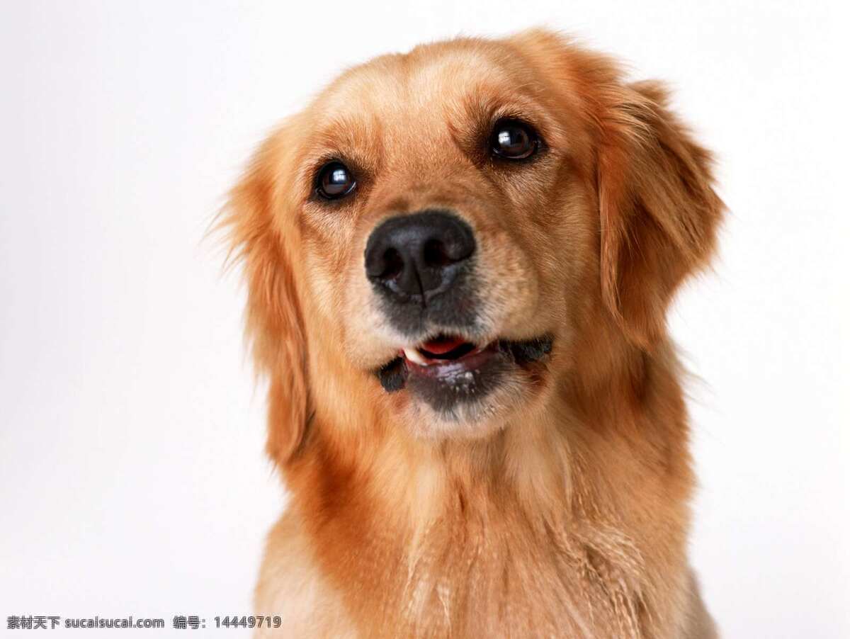 狗 小动物 犬 宠物狗 狗狗 家畜 小狗狗 家禽 狗宝宝 家禽家畜 生物世界
