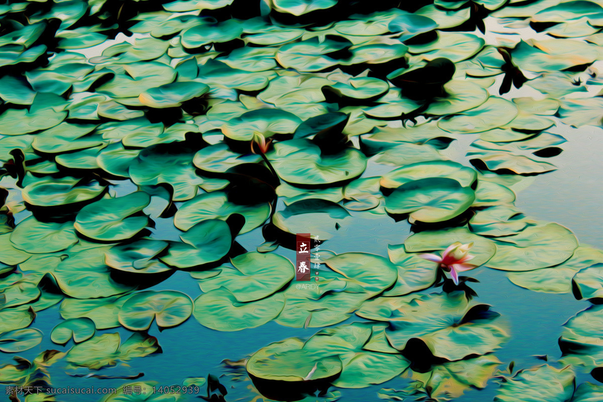 荷花池塘 荷花 池塘 波光粼粼 自然风景 旅游摄影 花草 生物世界