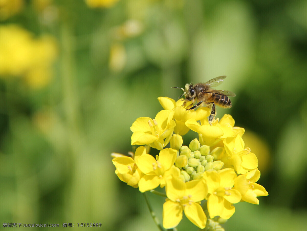 花蜜 使者 春天 昆虫 绿色 蜜蜂 生物世界 油菜花 花蜜使者 花草与昆虫 psd源文件