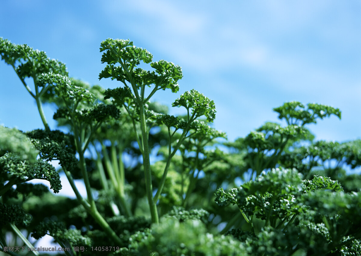 香菜 新鲜蔬菜 农作物 绿色食品 摄影图 高清图片 蔬菜图片 餐饮美食