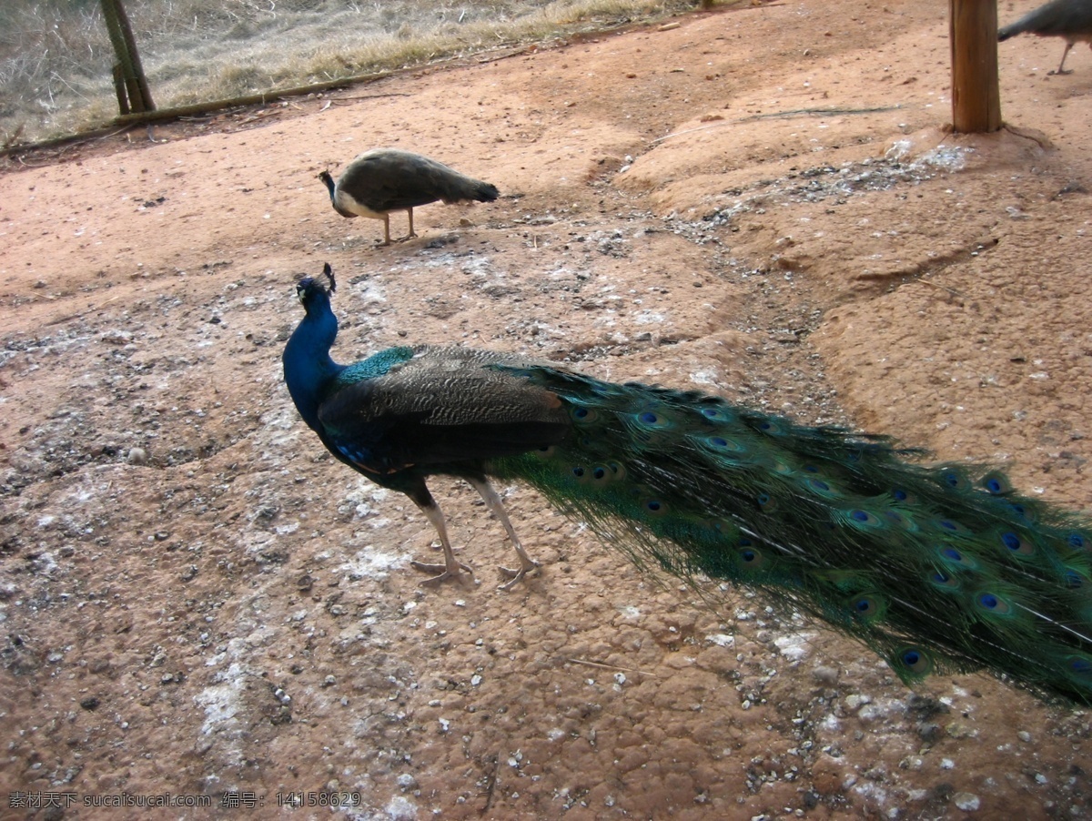 孔雀 翅膀 动物园 花草 鸟类 生物世界 树木 野生动物 羽毛