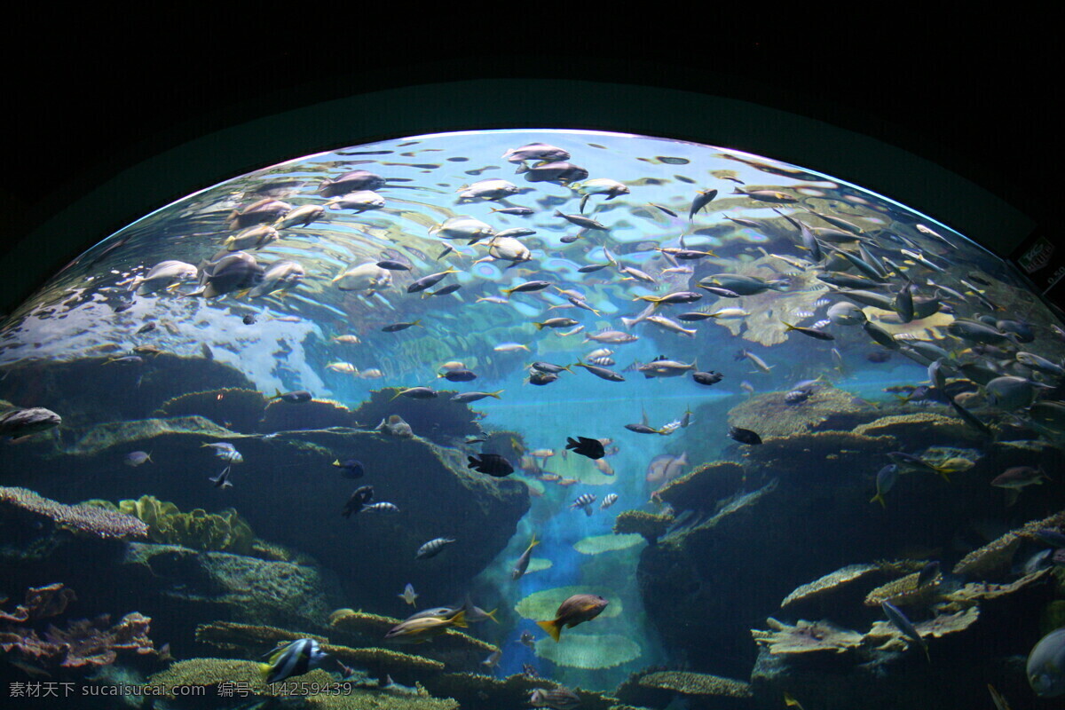 海底 鱼群 海底鱼群摄影 大海风景 海底世界 鱼类动物 海鱼 海洋生物 海洋海边 大海图片 风景图片