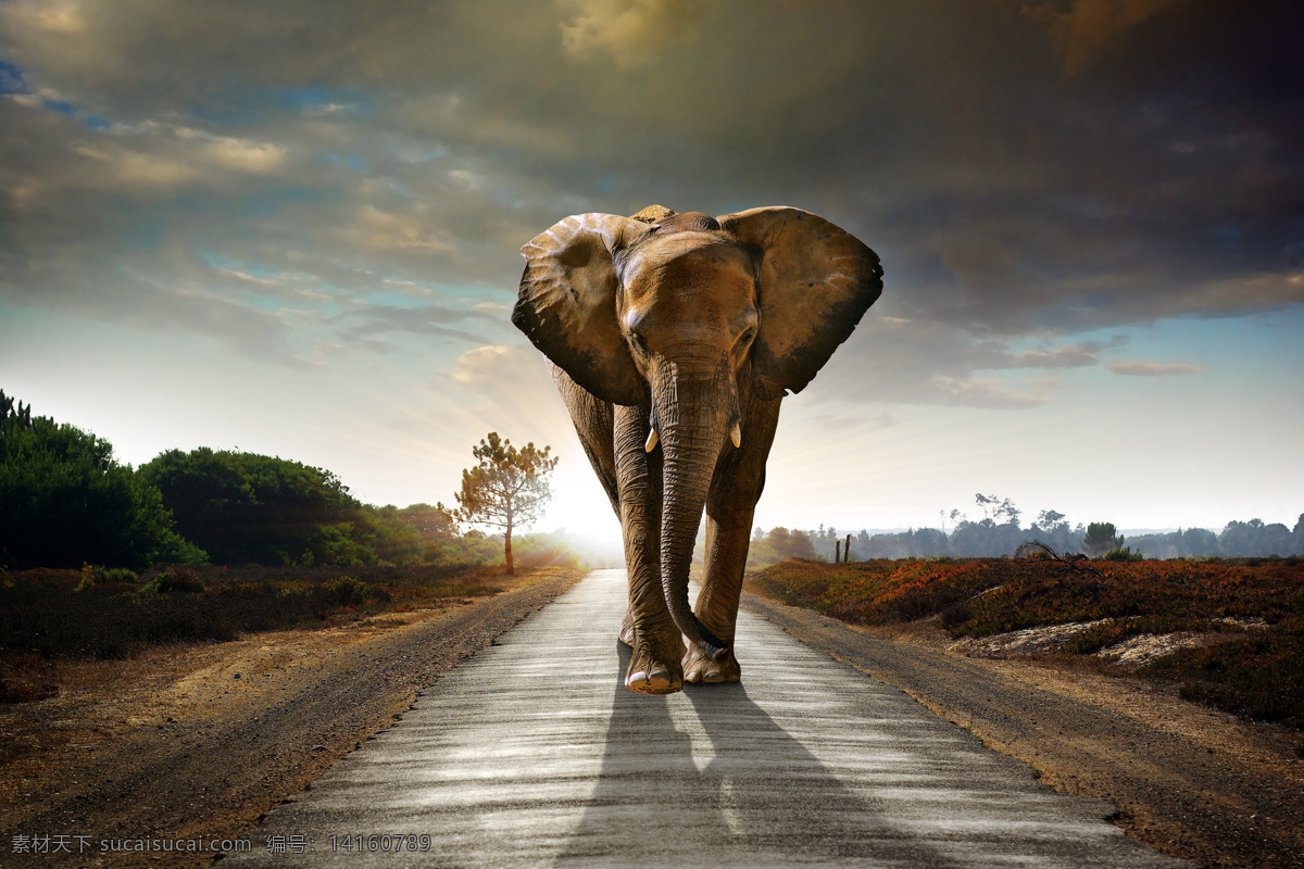 公路 上 大象 大象摄影 大象素材 动物 天空 野生动物 陆地动物 生物世界