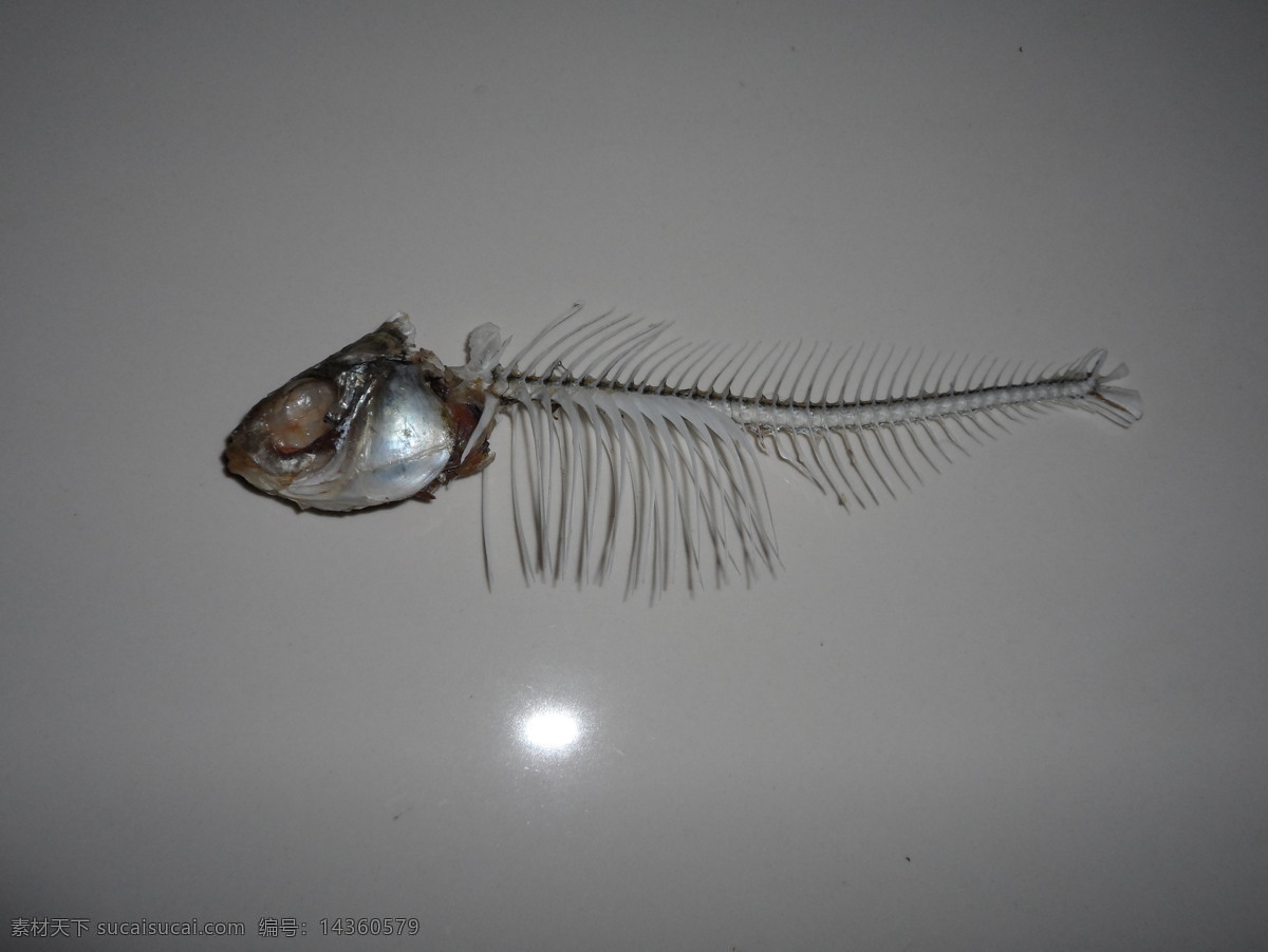 鱼骨 骨头 生物世界 鱼类 死鱼 被吃掉 白骨 尸体样板