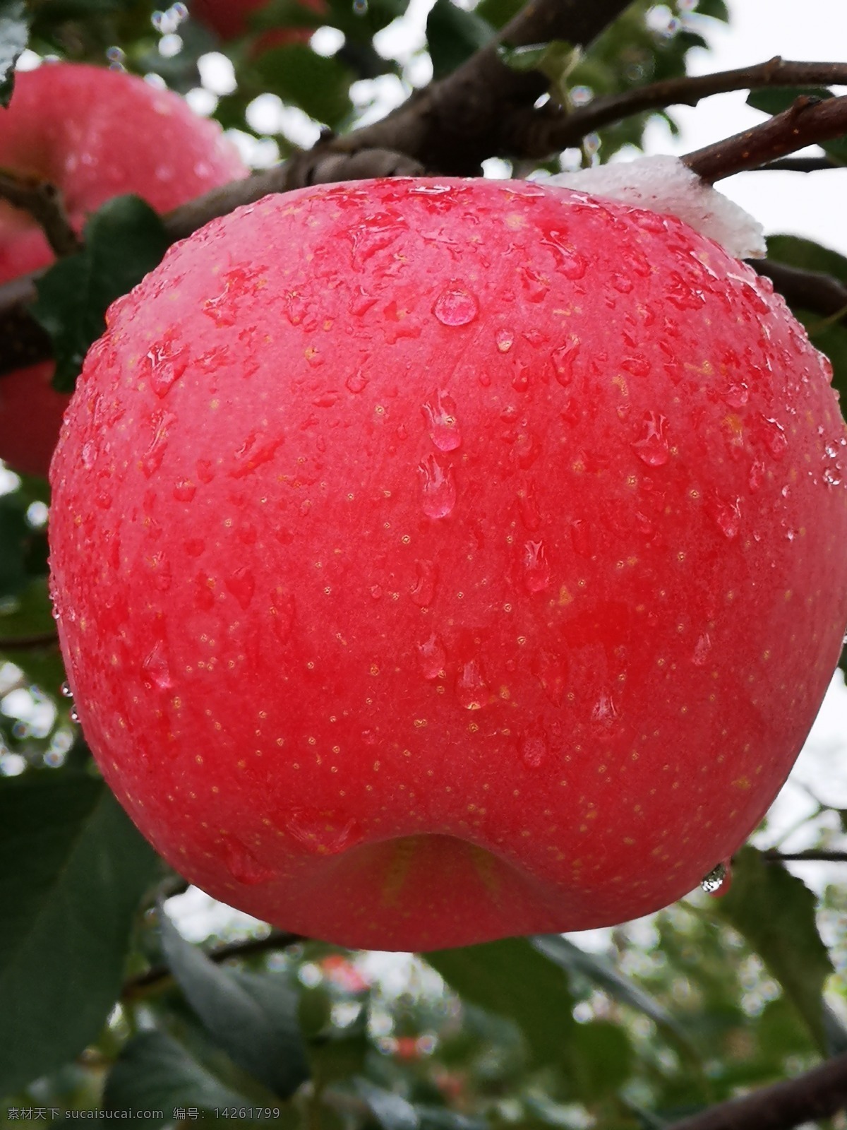 红苹果 全红苹果 水果 水滴 雨水 雨中苹果 自然景观 自然风景