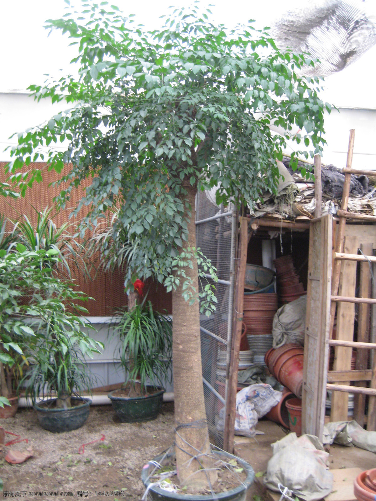 幸福树 绿植 盆栽植物 室内盆景 盆景素材 盆景花卉 植物盆景 室内绿植 绿植素材 盆栽图片 花草 生物世界