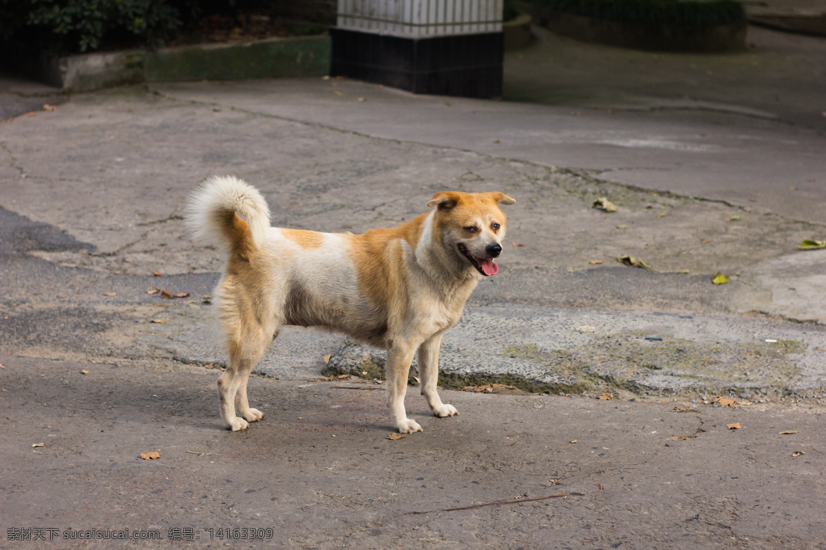 一只土狗 土狗 中华田园犬 狗 动物 宠物 看门狗 阿黄 dog 家禽家畜 生物世界