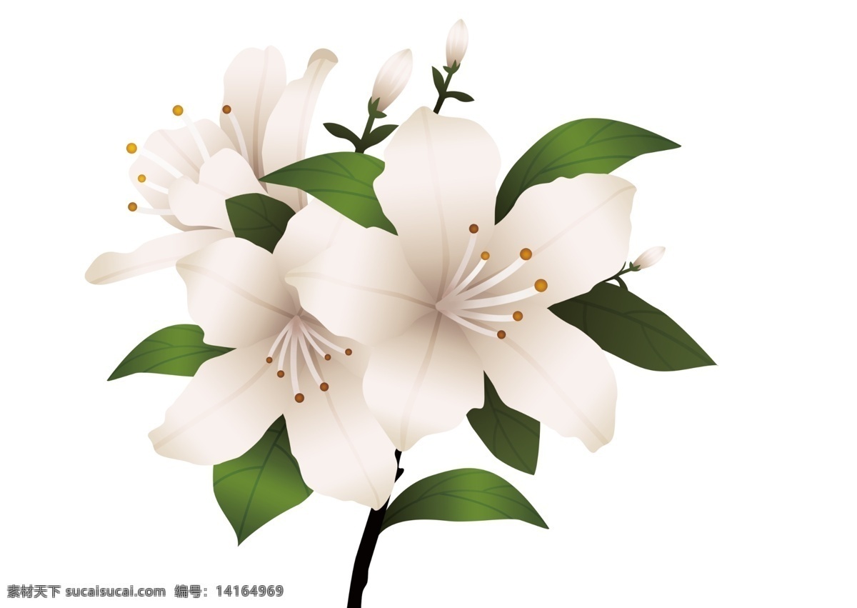 满山白 毛果杜鹃 杜鹃花 白花 手绘花朵 盛开的花朵 花朵 精致花朵 花蕊 地道药材 特色花朵 分层 源文件