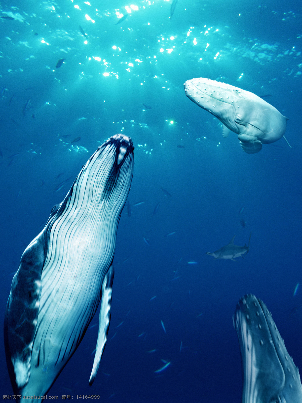 蓝鲸 鲸鱼 海水 海底 水 海洋 水花 生物世界 海洋生物