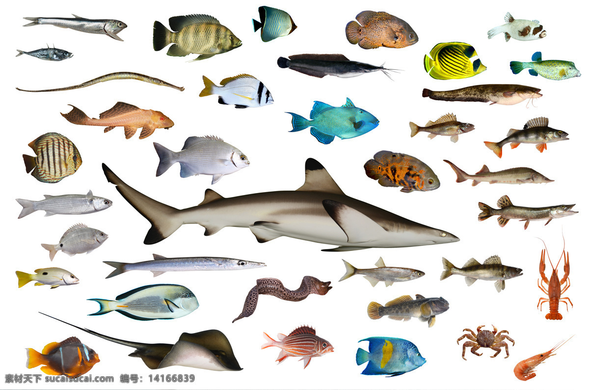 种 海洋鱼类 高清 鱼 鲨鱼 龙虾 虾 螃蟹 魔鬼鱼 沙丁鱼 电鳗 热带鱼 高清图片 白色