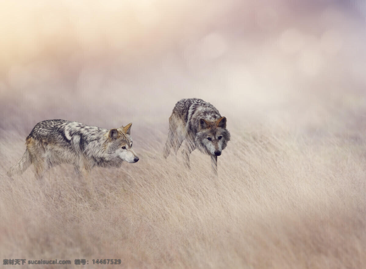 草丛中 四处游荡 狼 高清图片 两头狼 潜行 捕猎 动物 生物世界 野生动物