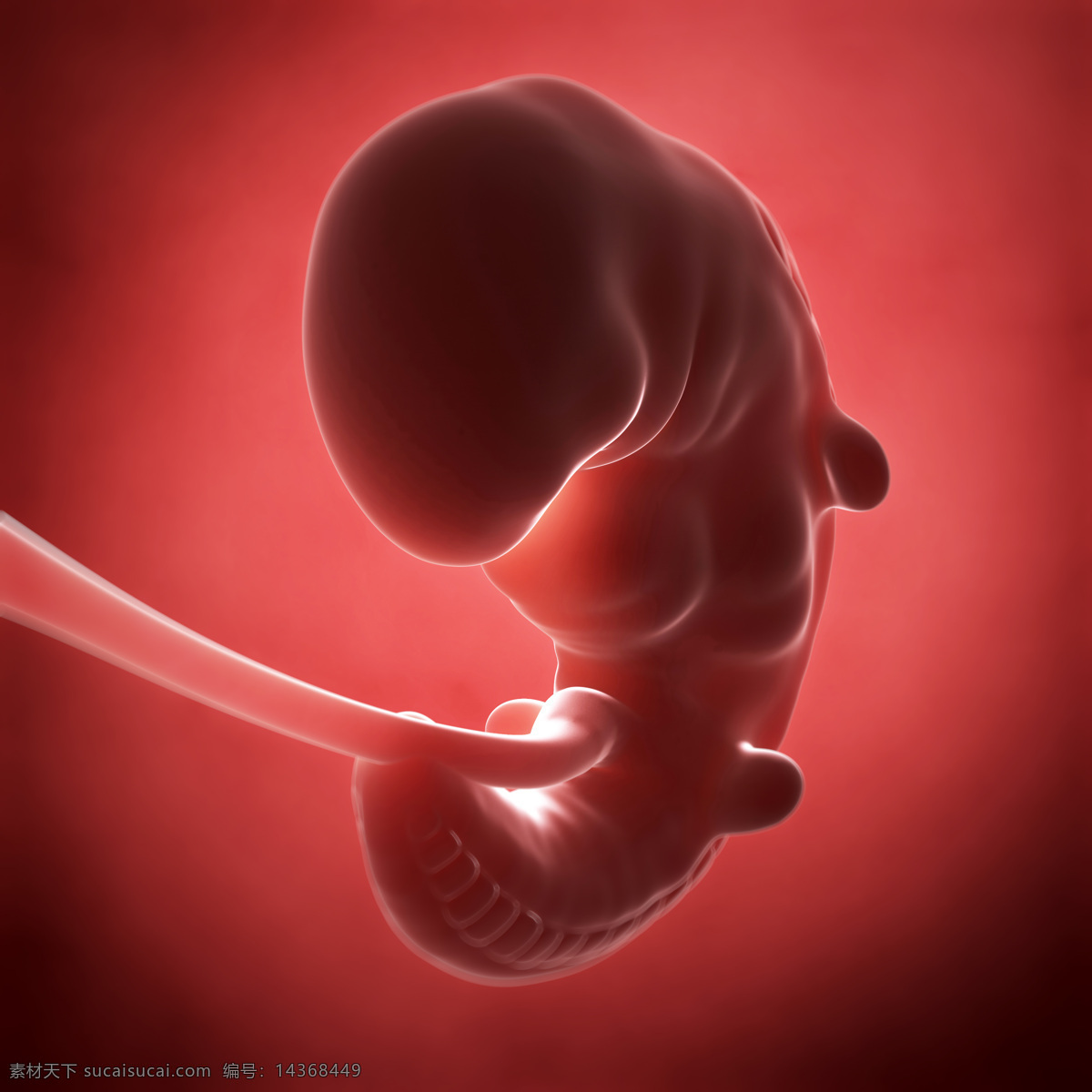 发育中的胚胎 唯美 炫酷 3d 胚胎 发育 婴儿 早期婴儿 初期婴儿 怀孕 子宫里的婴儿 产科 妇产科 早期胚胎 科学 医疗 生命延续 繁殖 3d设计