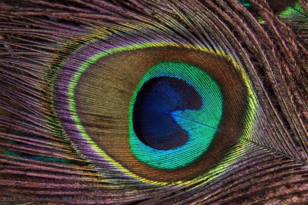 孔雀羽毛 孔雀 结构 鸟类羽毛 羽毛 生物世界 鸟类
