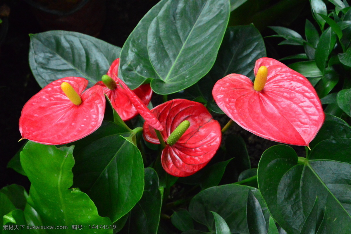 火鹤花 红掌 花烛 安祖花 红鹅掌 花坛 花卉 观赏花卉 植物 花儿 花草 绿化景观 红掌粉掌 生物世界