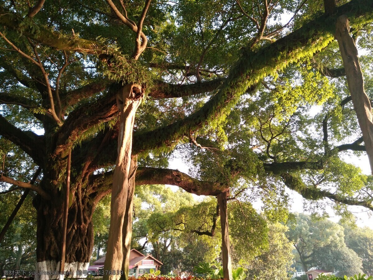 百年老树 大树 古树 公园大树 老树 自然景观 自然风景