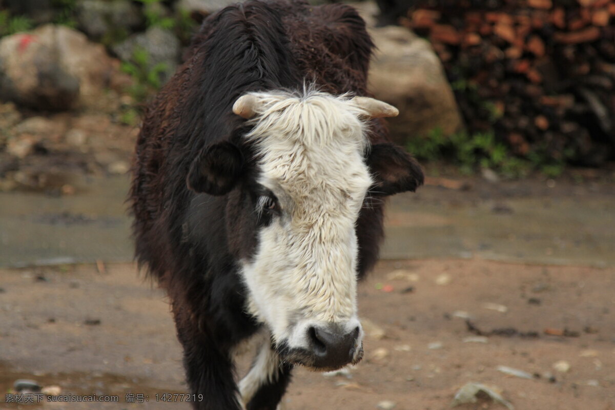 黑牛 牛 高原牛 西藏牛 特写牛 生物世界 野生动物