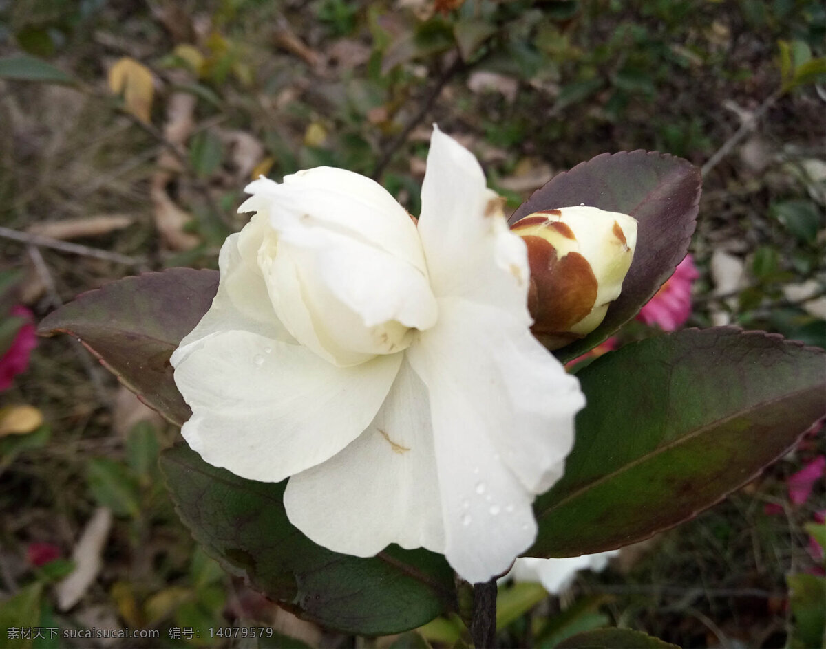 白色茶梅 室外 白色 茶梅花 初形 开放 白点 花苞 漂亮 植物 花草集 生物世界 花草