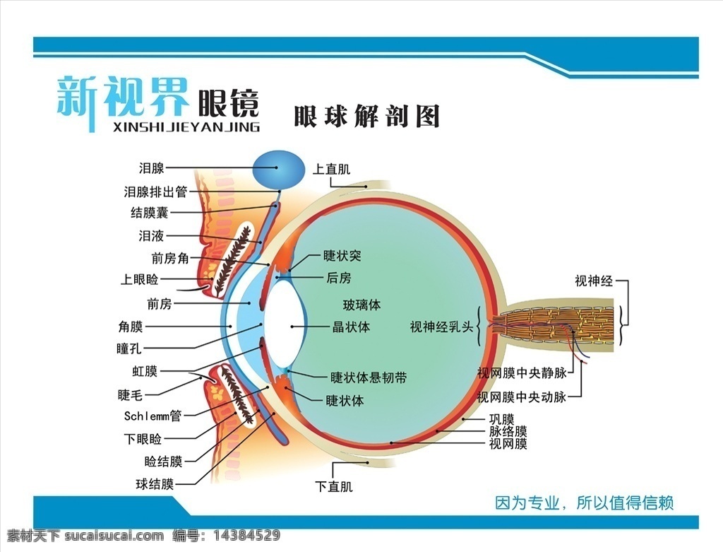 眼球解剖图 眼镜 店彩页 宣传页版面 写真海报