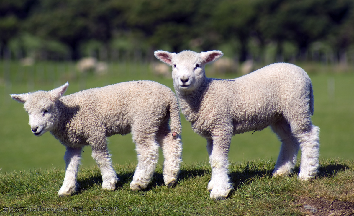 小绵羊 绵羊 羊 家禽家畜 生物世界 两只绵羊 动物