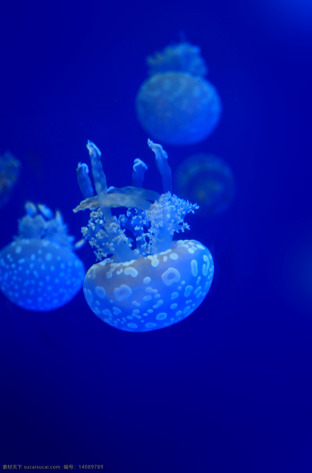海洋 里 蓝色 水母 海底 海底世界 生物