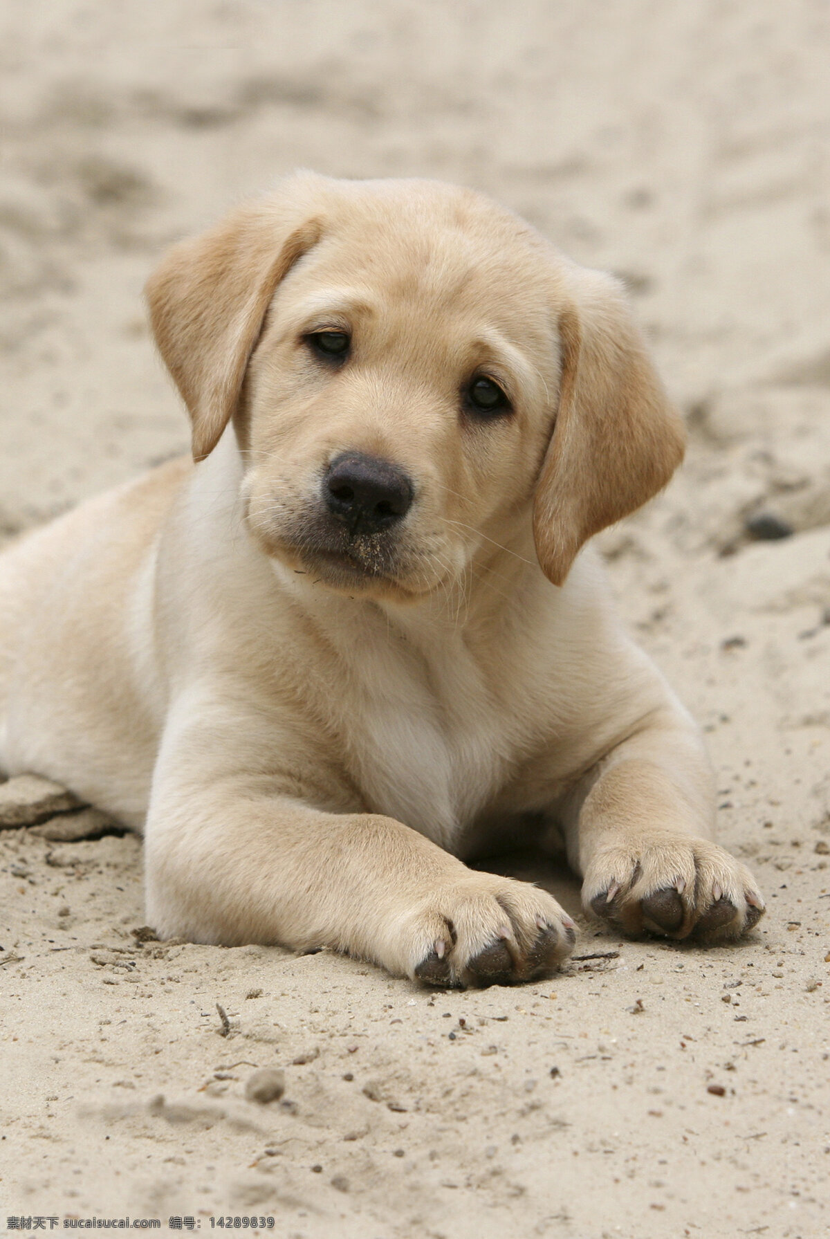 沙滩 上 狗 特写 小狗 犬 小狗图片 宠物狗 名贵犬种 宠物狗图片 可爱 小狗图片大全 宠物 小动物 陆地动物 生物世界 灰色