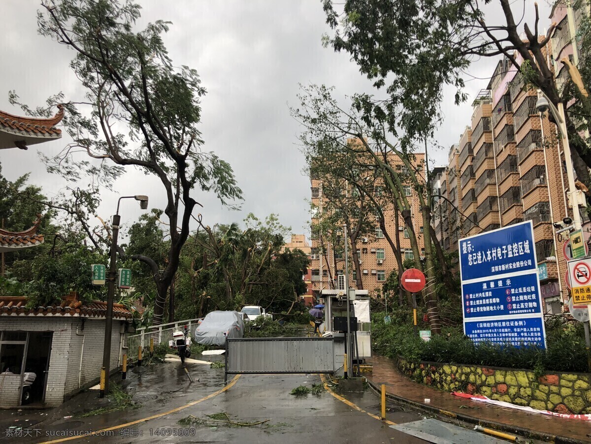 山竹 深圳 灾难 现场 树木 塌方 台风 风暴 飓风 可怕 马路 刮到 树木倒塌 建筑园林