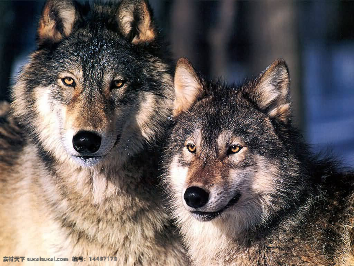 狼 狼摄影 公狼 母狼 狼崽 小狼 狼宝宝 动物 狼图片 狼素材