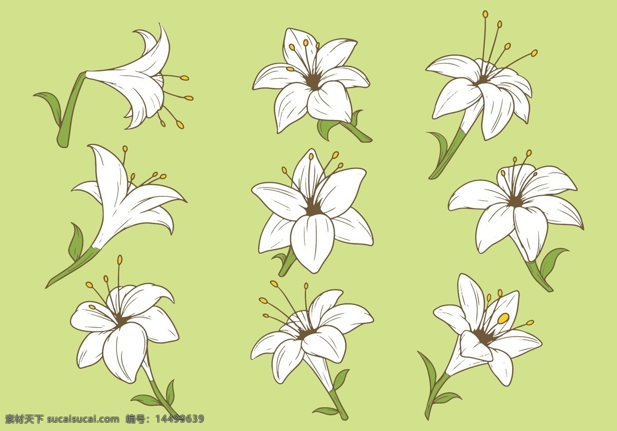 白色 花朵 图案 矢量 鲜花 绿色 植物 矢量素材 花 白色花朵